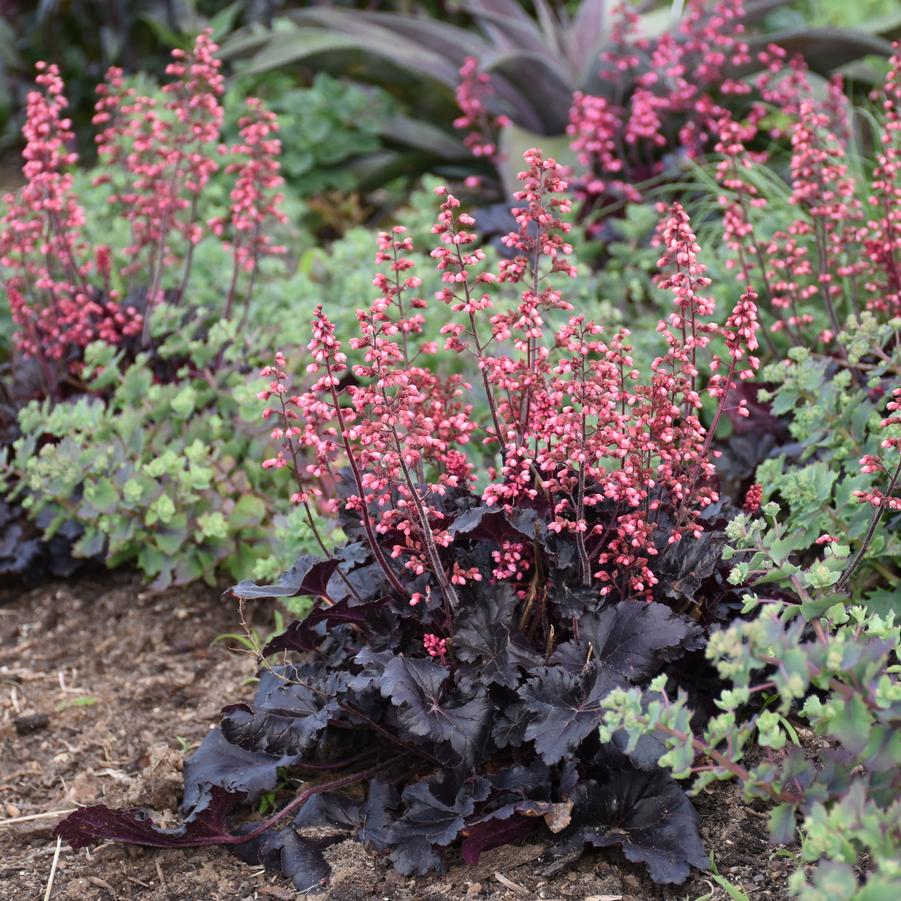 Heuchera 'Timeless Night' - Coral Bells from Hoffie Nursery