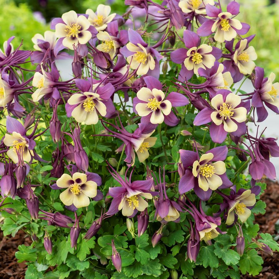 Aquilegia Earlybird™ 'Purple Yellow' - Columbine from Hoffie Nursery