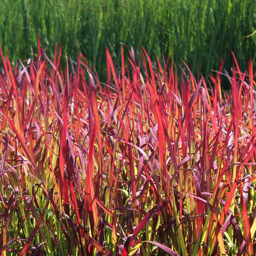 Imperata koenigii 'Red Baron' - Japanese Blood Grass from Hoffie Nursery
