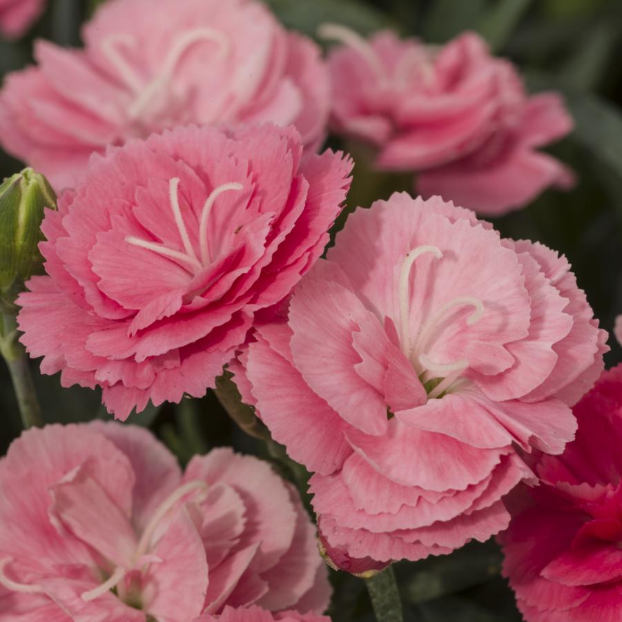 Dianthus Constant Cadence® 'Salmon' - from Hoffie Nursery