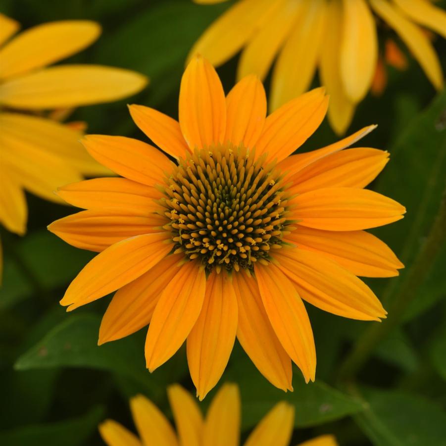 Echinacea Artisan® Yellow Ombre Artisan® - Coneflower from Hoffie Nursery