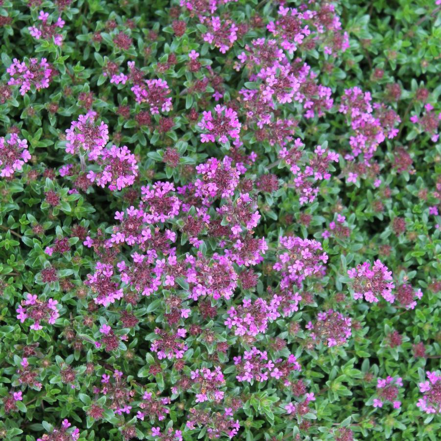 Thymus praecox 'Coccineus' - Creeping Thyme from Hoffie Nursery