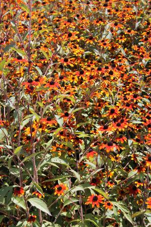Rudbeckia triloba 'Prairie Glow' - Three-lobed Coneflower from Hoffie Nursery