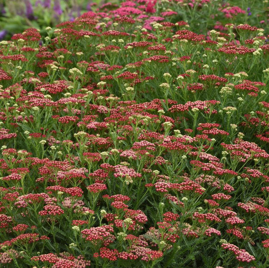 Achillea Red New Vintage - Yarrow from Hoffie Nursery