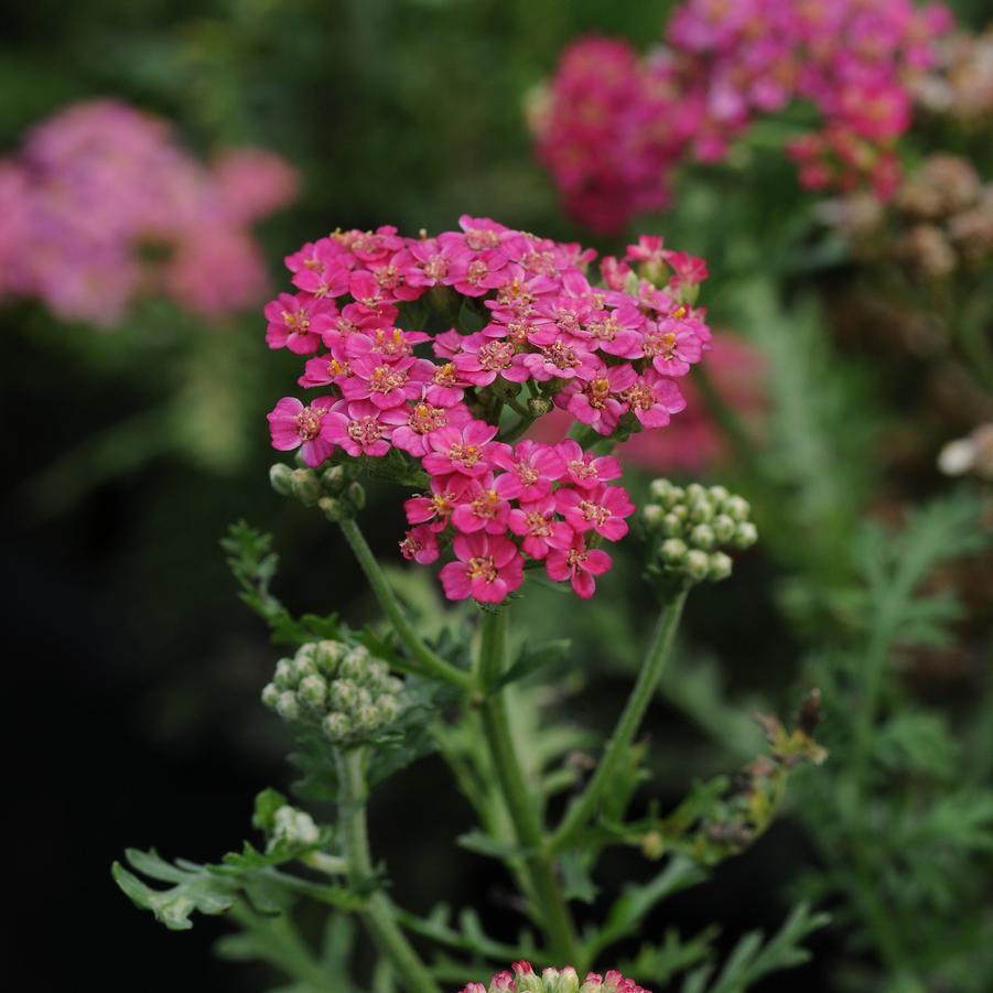 Achillea COPY Red New Vintage - Yarrow from Hoffie Nursery