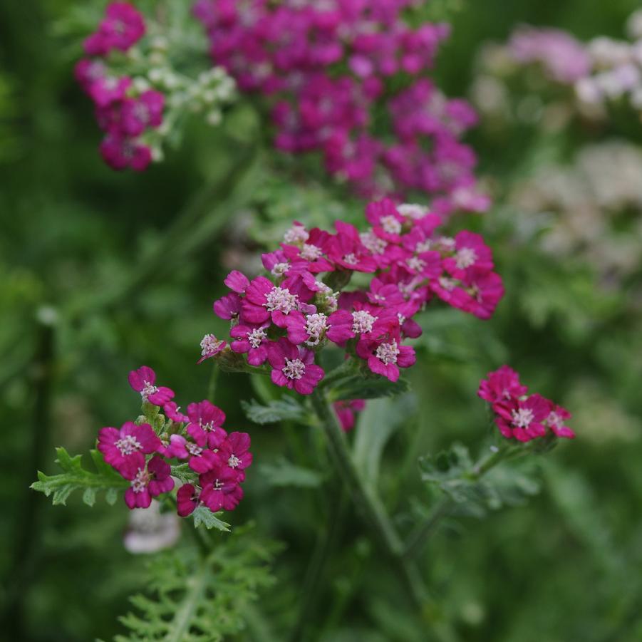 Achillea Violet New Vintage - Yarrow from Hoffie Nursery
