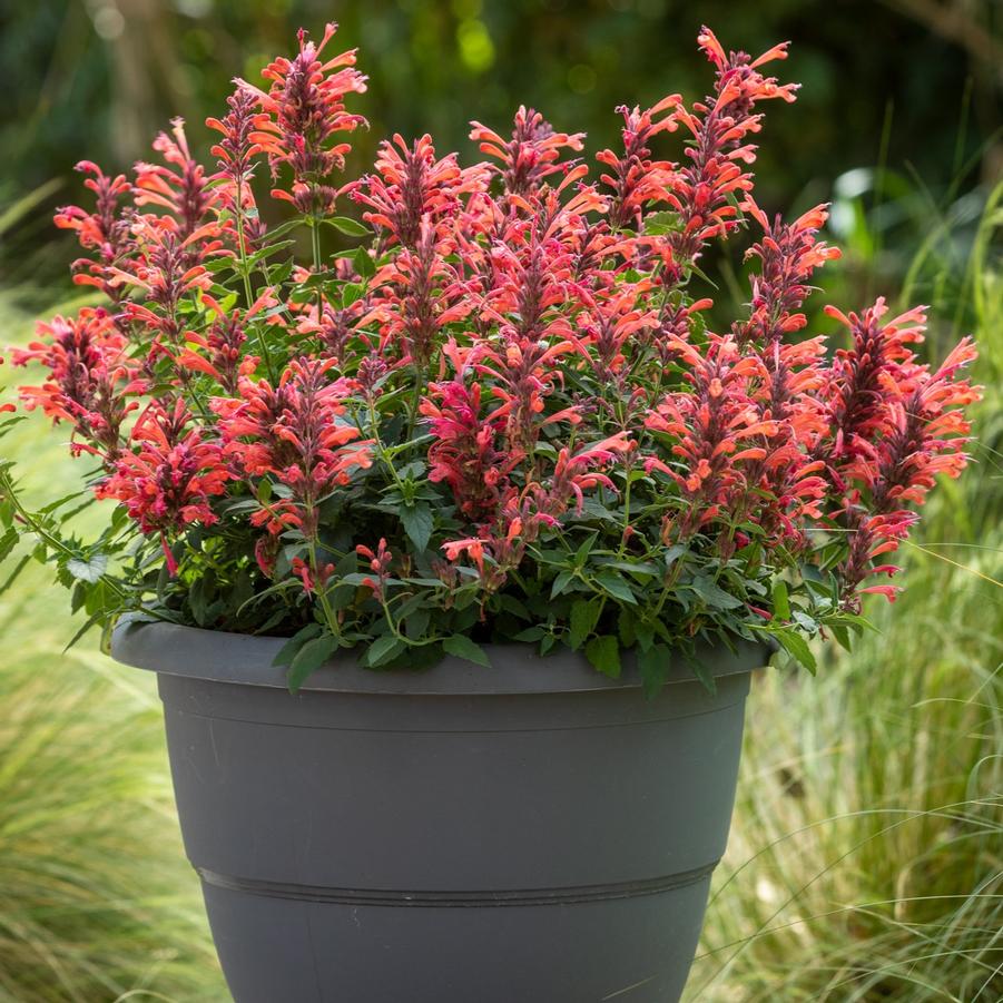 Agastache Red Sunrise® - Hummingbird Mint from Hoffie Nursery