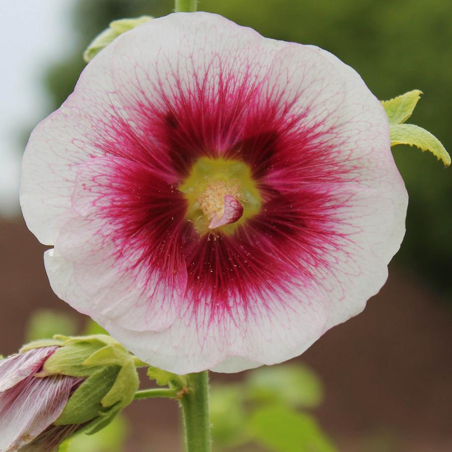 Alcea 'Creme de Cassis' - Hollyhock from Hoffie Nursery