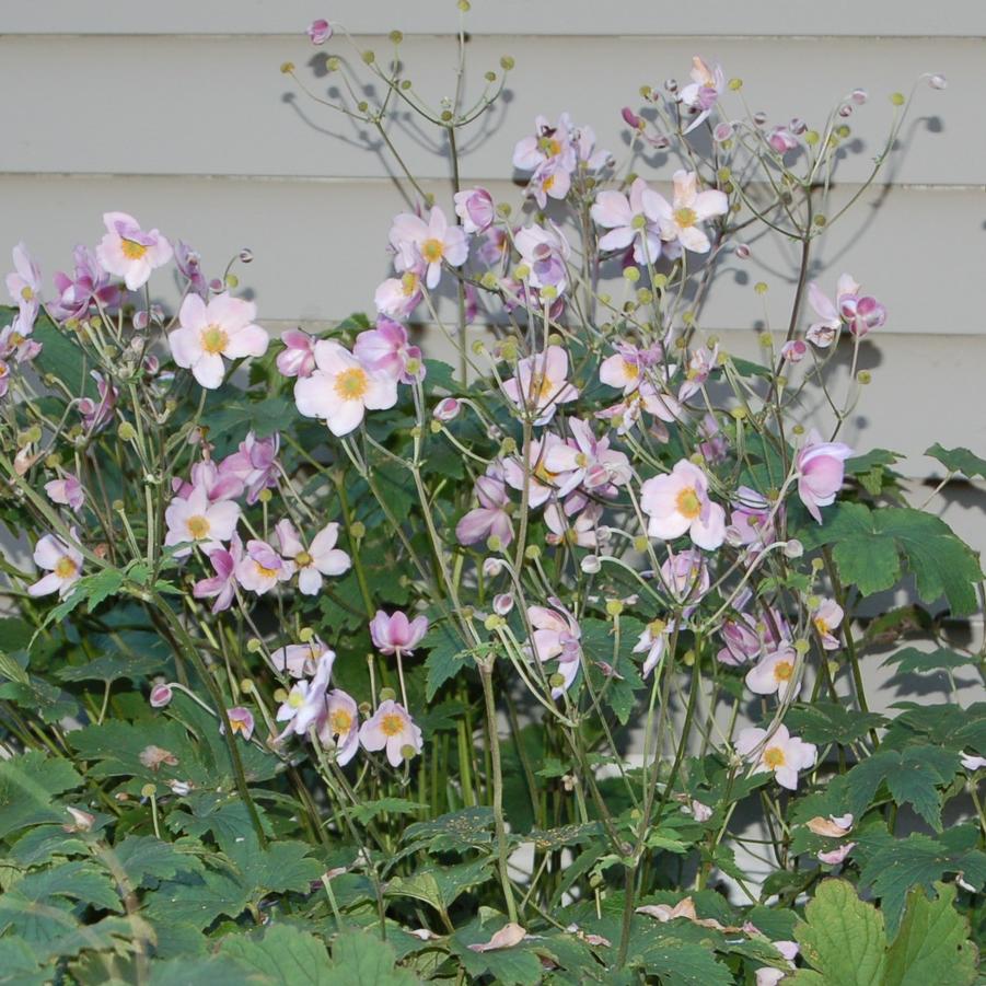 Anemone tomentosa 'Robustissima' - Windflower from Hoffie Nursery