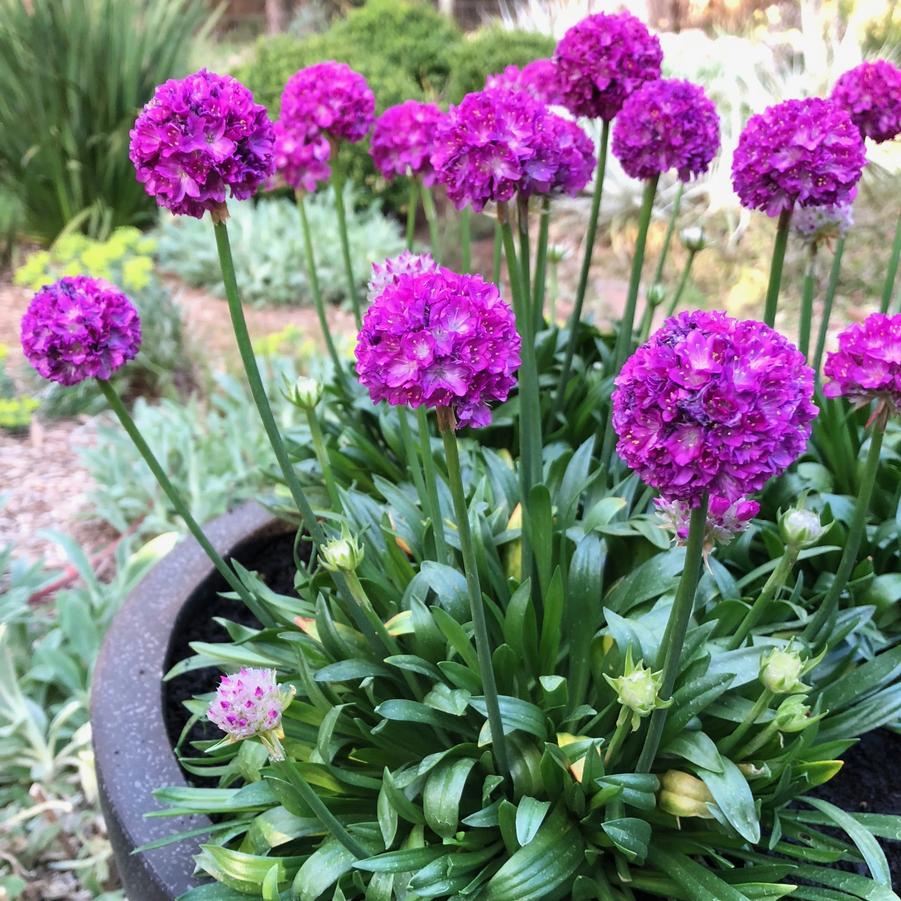 Armeria pseudoarmeria Dreameria® 'Vivid Dreams' - Sea Thrift from Hoffie Nursery