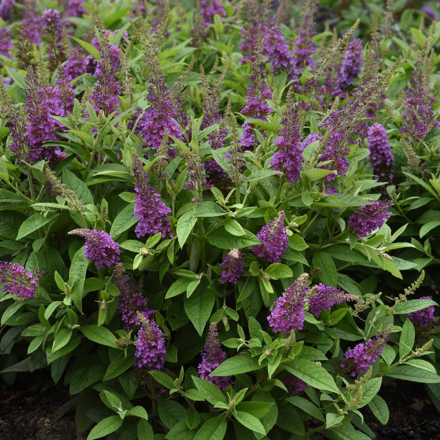 Buddleia davidii Chrysalis™ 'Blue' - Butterfly Bush from Hoffie Nursery