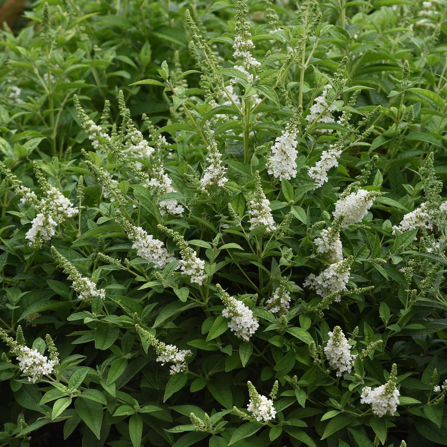 Buddleia davidii Chrysalis™ 'White' - Butterfly Bush from Hoffie Nursery