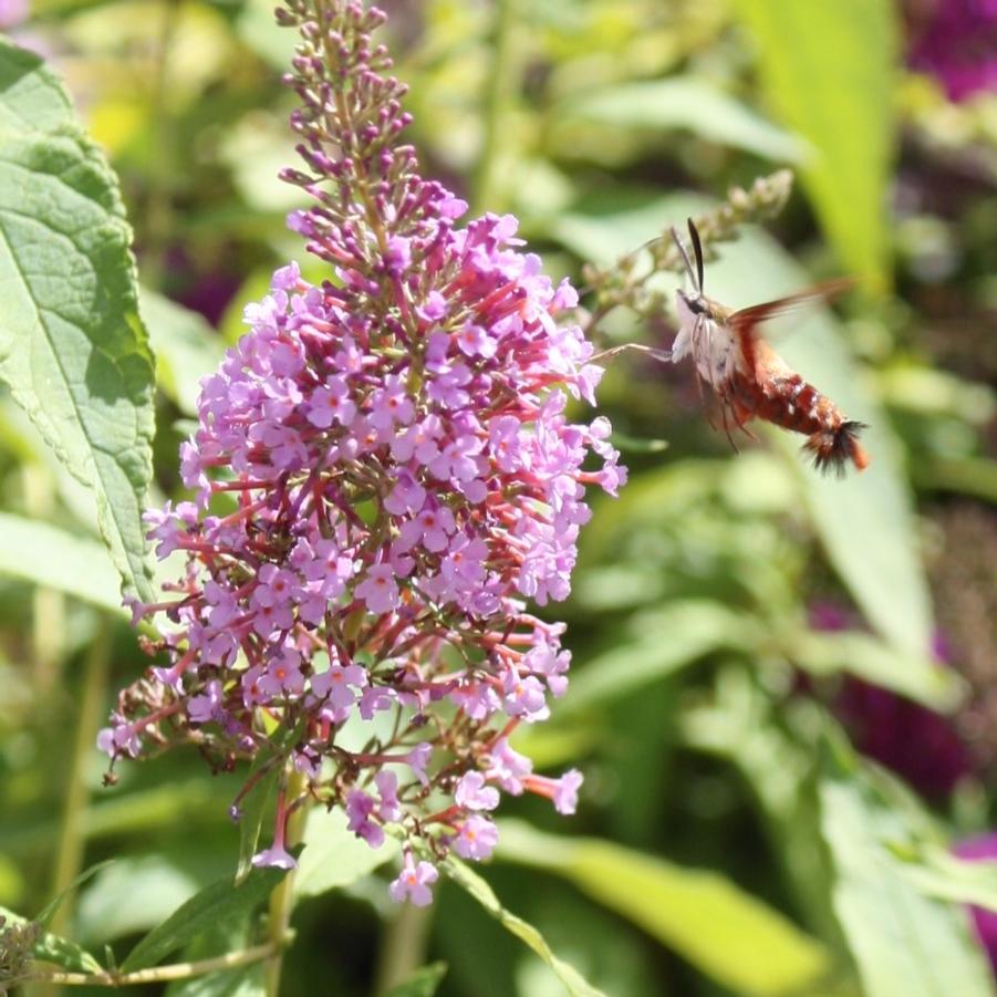 Buddleia davidii 'Pink Delight' - Butterfly Bush from Hoffie Nursery