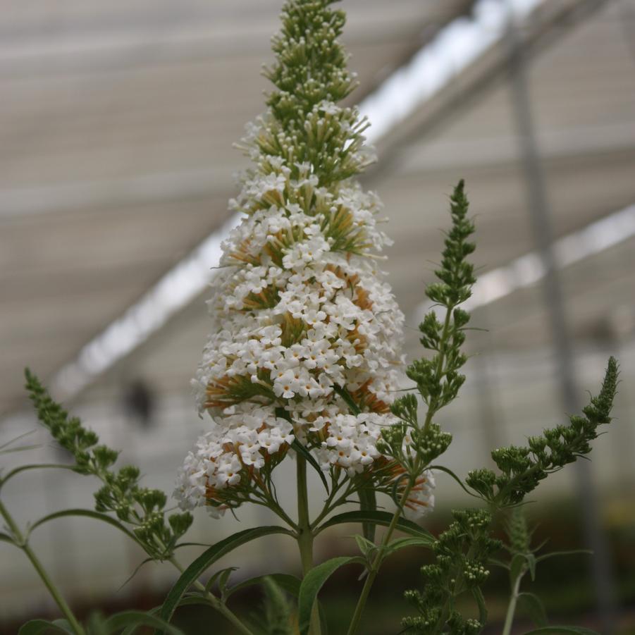 Buddleia davidii 'White Profusion' - Butterfly Bush from Hoffie Nursery