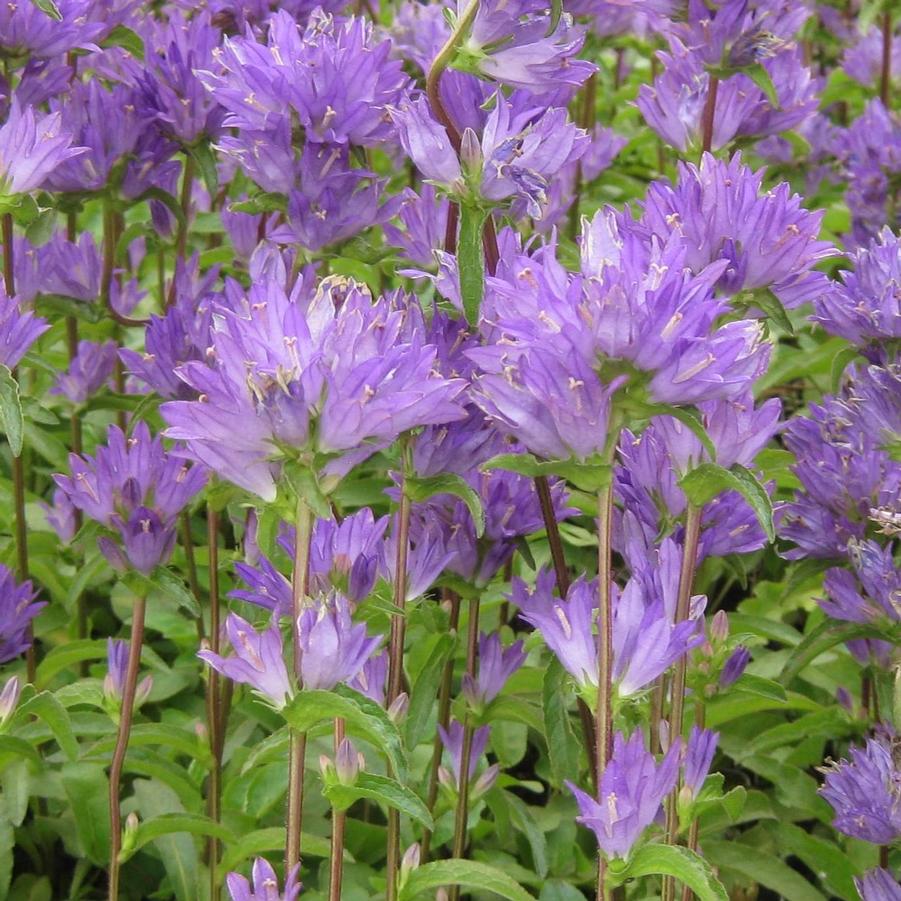Campanula glomerata 'Freya' - Clustered Bellflower from Hoffie Nursery