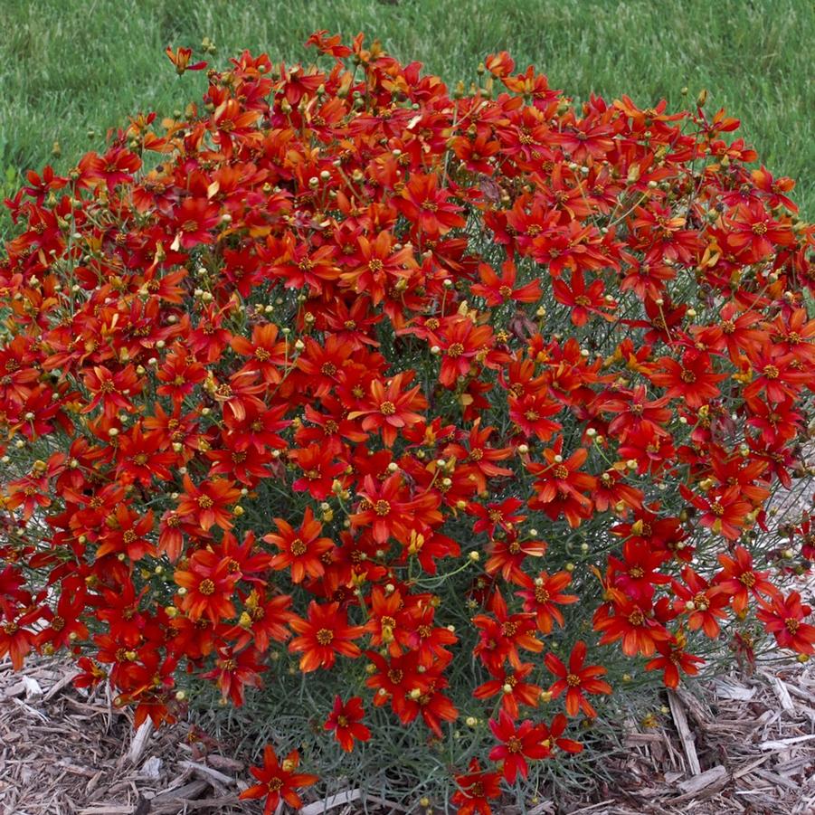 Coreopsis verticillata Sizzle & Spice™ 'Crazy Cayenne' - Coreopsis from Hoffie Nursery
