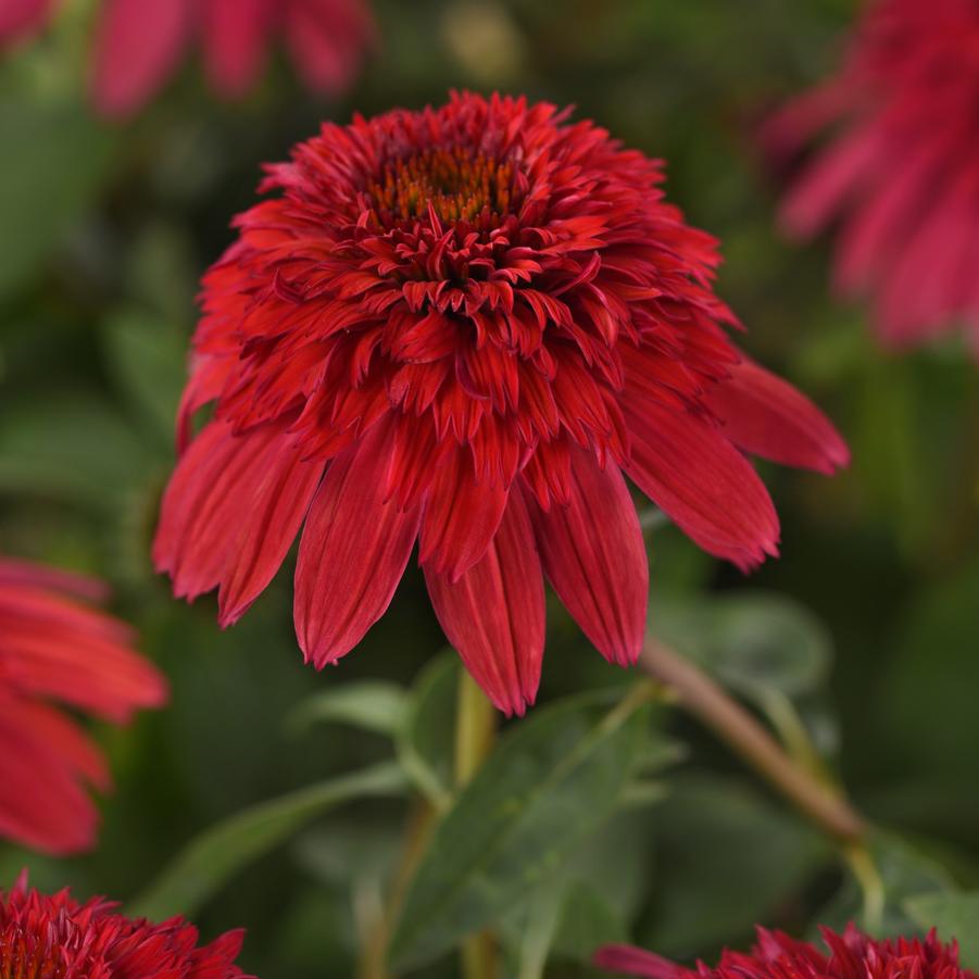 Echinacea Strawberry Deluxe Double Scoop™ - Double Coneflower from Hoffie Nursery