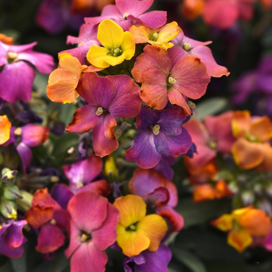 Erysimum Brightside® 'Magenta Glow' - Wallflower from Hoffie Nursery
