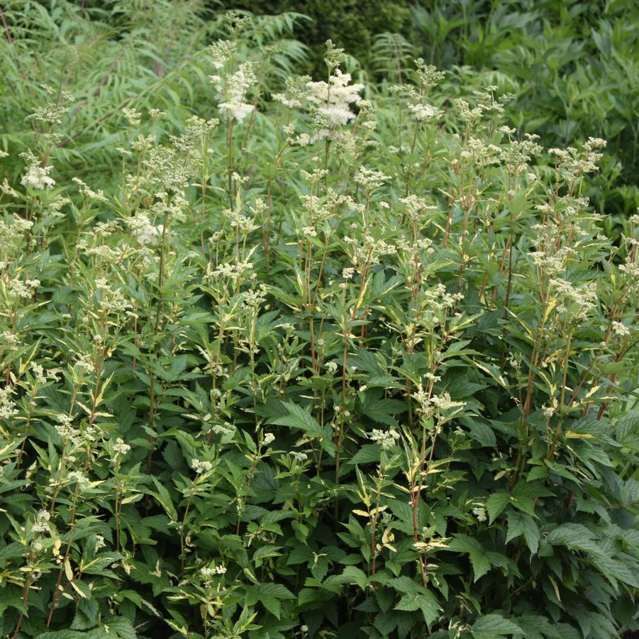 Filipendula ulmaria 'Variegata' - Queen of the Meadows from Hoffie Nursery