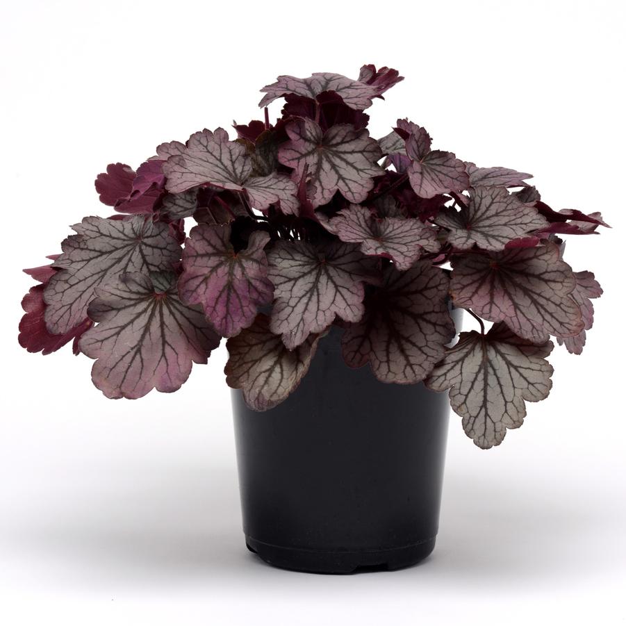 Heuchera Carnival™ 'Rose Granita' - Coral Bells from Hoffie Nursery