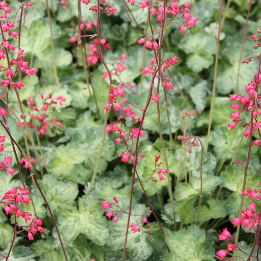 Heuchera 'Hercules' - Coral Bells from Hoffie Nursery