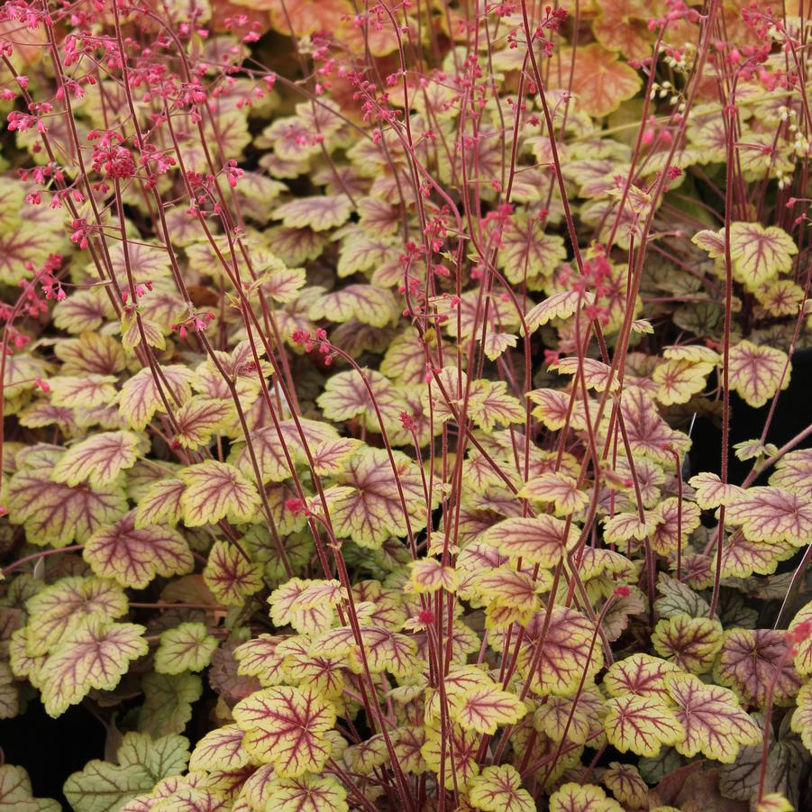 Heuchera 'Circus' - Coral Bells from Hoffie Nursery