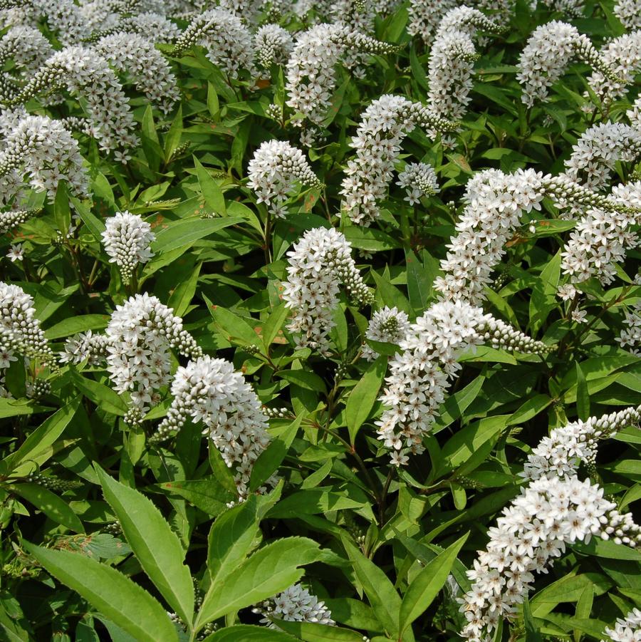Lysimachia clethroides - Gooseneck Loosestrife from Hoffie Nursery