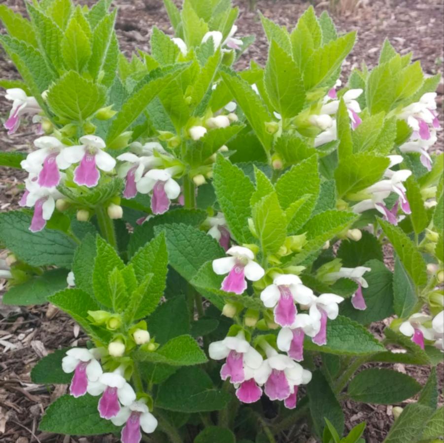 Melittis melissophyllum 'Royal Velvet Distinction' - Bastard Balm from Hoffie Nursery