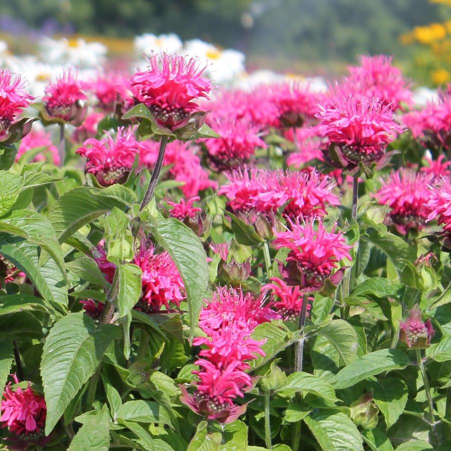 Monarda didyma 'Pink Lace' - Bee Balm from Hoffie Nursery