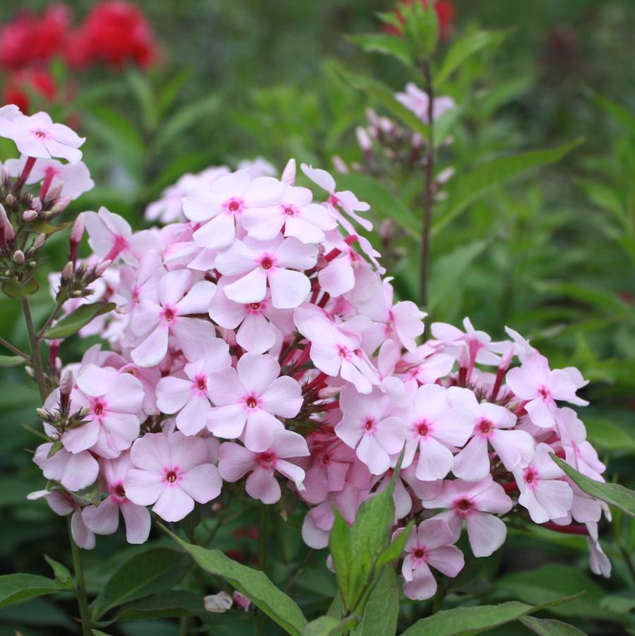 Phlox paniculata 'Thai Pink Jade' - Garden Phlox from Hoffie Nursery