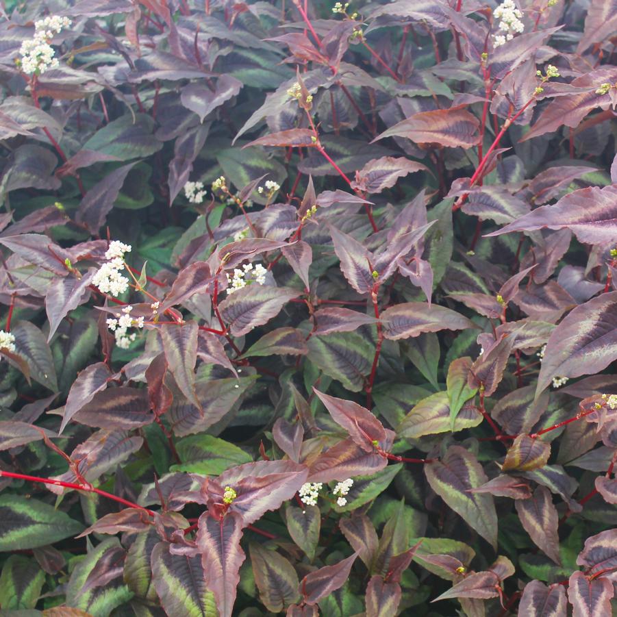Persicaria microcephala 'Red Dragon' - Knotweed from Hoffie Nursery
