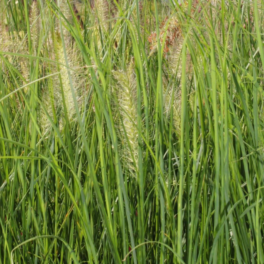 Pennisetum alopecuroides 'Hameln' - Dwarf Fountain Grass from Hoffie Nursery