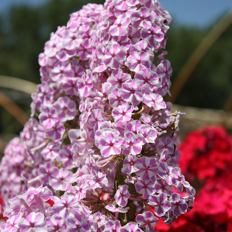Phlox maculata 'Natascha' - Meadow Phlox from Hoffie Nursery