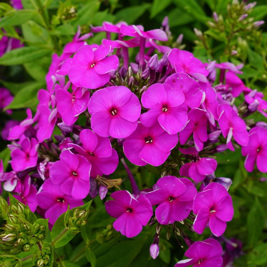 Phlox paniculata Purple Super Ka-Pow™ - Garden Phlox from Hoffie Nursery