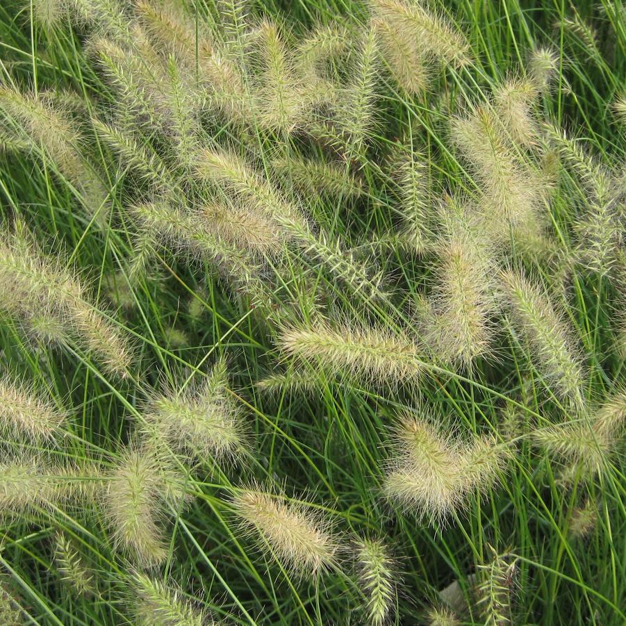 Pennisetum alopecuroides 'Little Bunny' - Miniature Fountain Grass from Hoffie Nursery