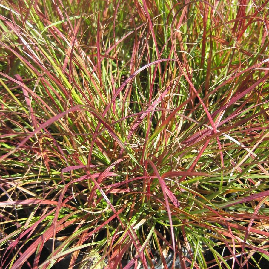 Pennisetum alopecuroides 'Burgundy Bunny' - Fountain Grass from Hoffie Nursery
