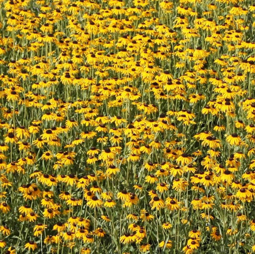Rudbeckia speciosa 'Prairie Blaze' - Black-Eyed-Susan from Hoffie Nursery