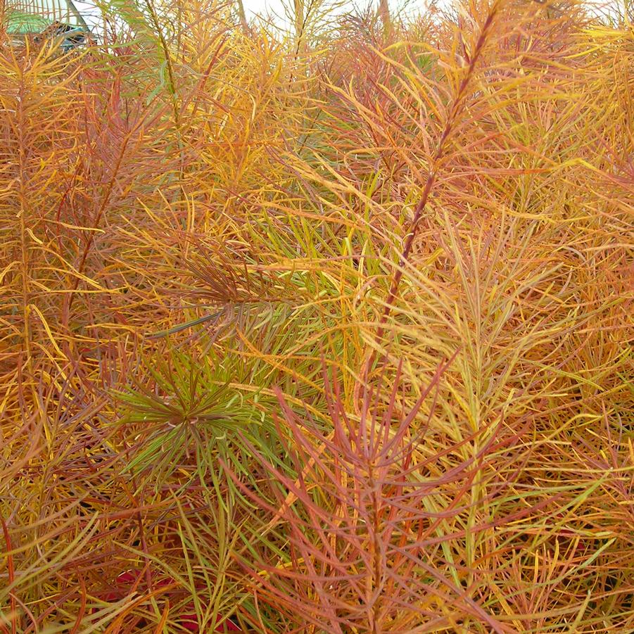 Amsonia hubrichtii - Narrow Leaf Blue Star from Hoffie Nursery