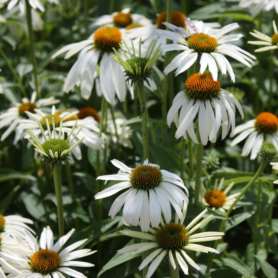 Echinacea purpurea 'White Swan' - White Coneflower from Hoffie Nursery