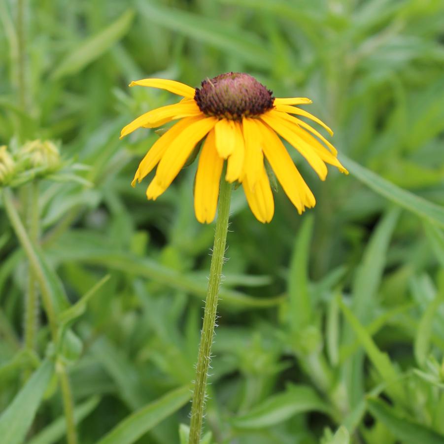 Rudbeckia speciosa 'Viette's Little Suzy' - Black-Eyed Susan from Hoffie Nursery