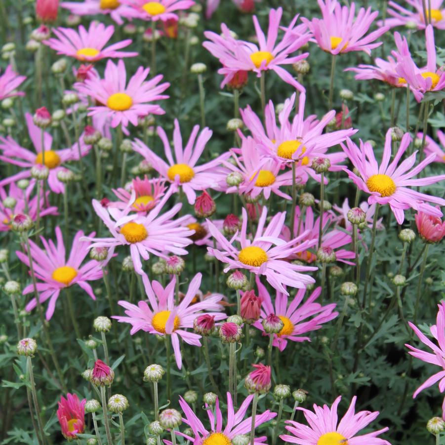 Dendranthema 'Clara Curtis' - Arctic Daisy from Hoffie Nursery