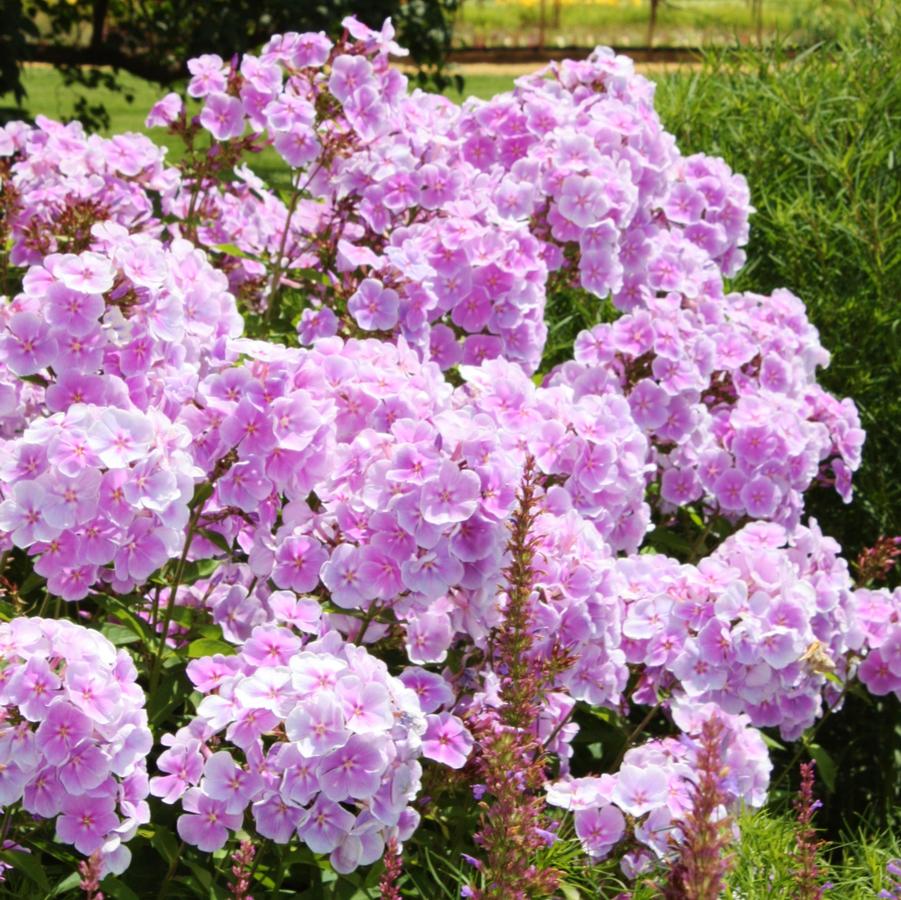 Phlox paniculata 'Franz Schubert' - Garden Phlox from Hoffie Nursery