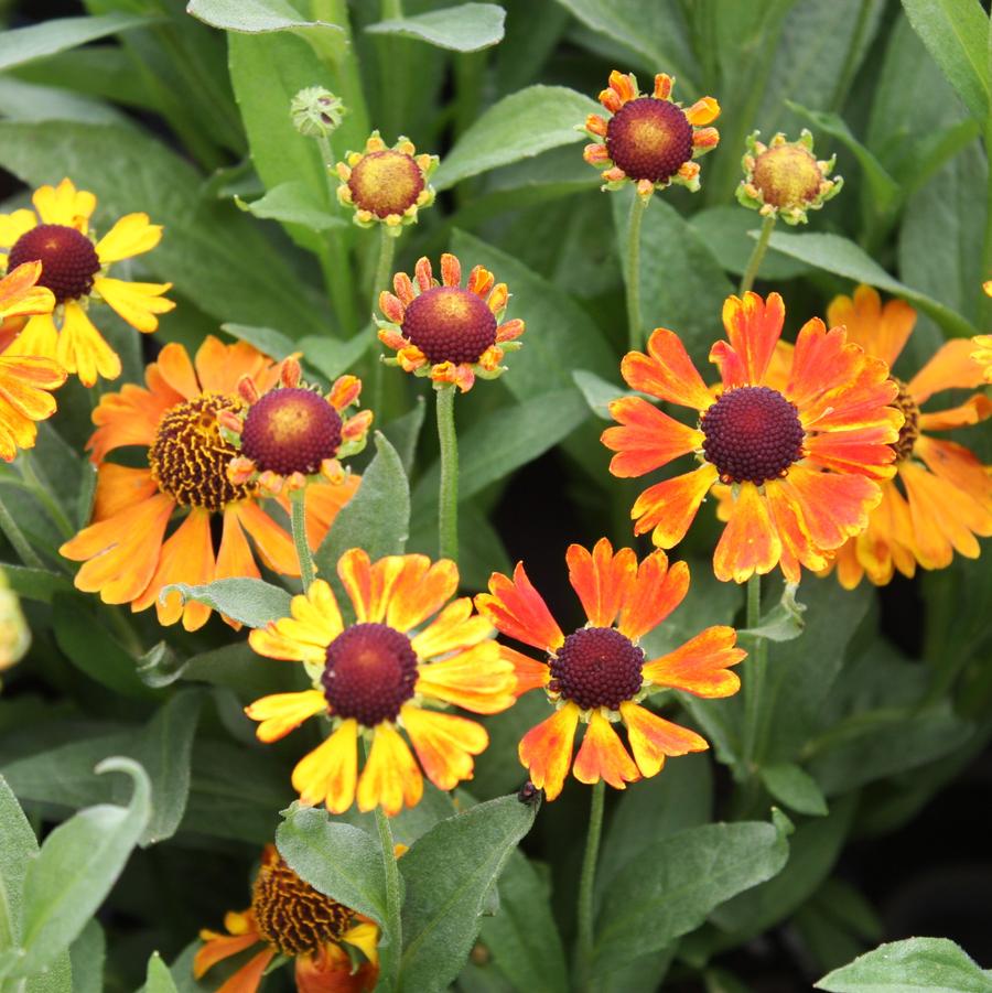 Helenium 'Mardi Gras' - Helen's Flower from Hoffie Nursery