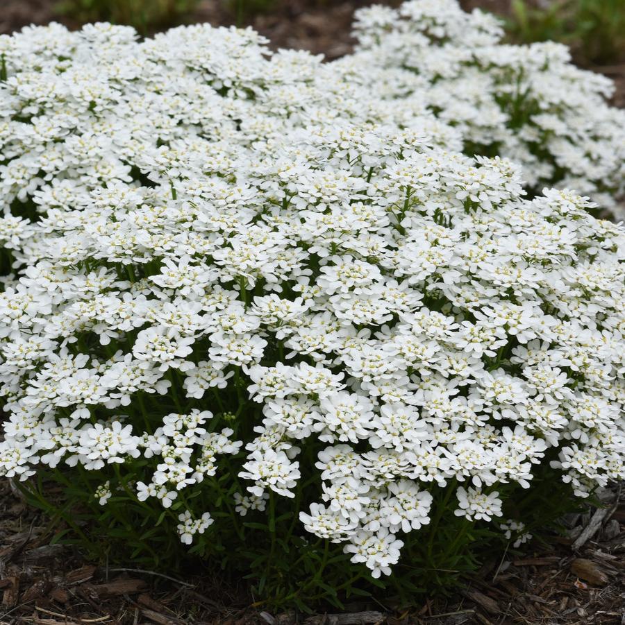 Iberis sempervirens 'Snowsation' - Candytuft from Hoffie Nursery