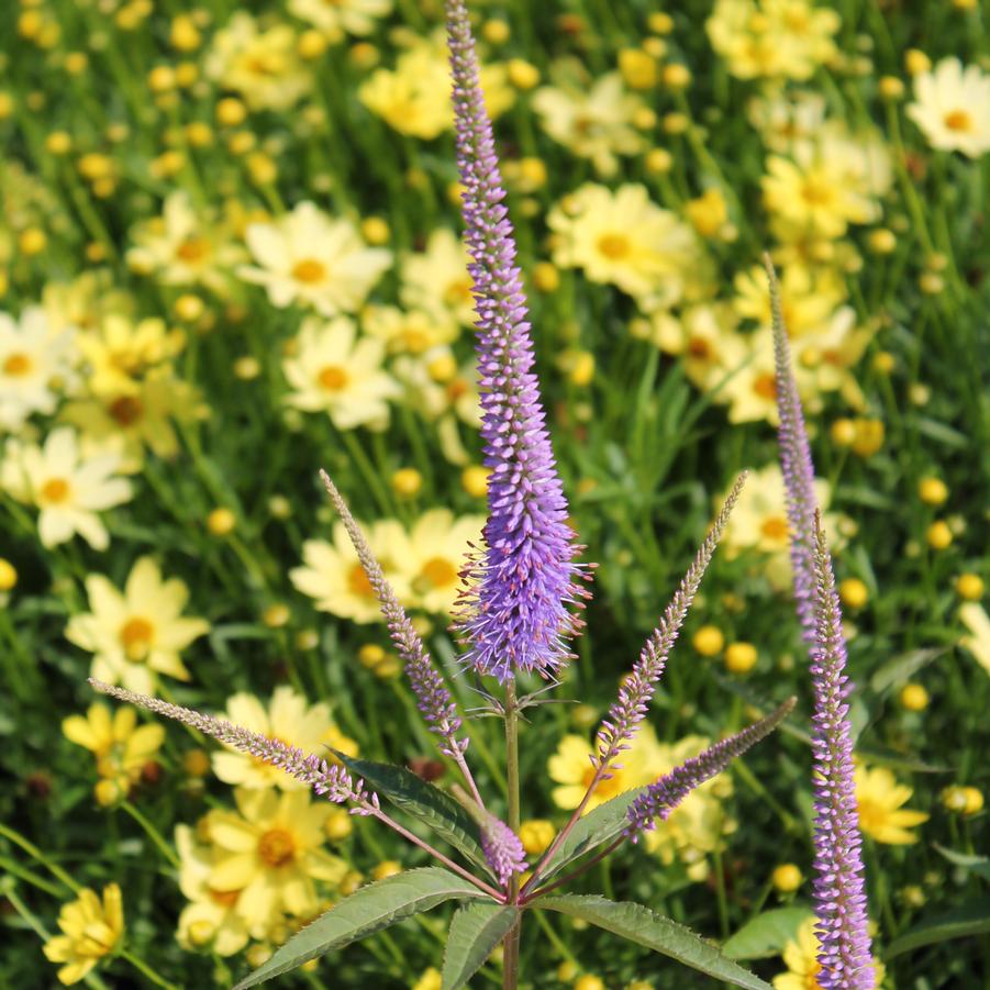 Veronicastrum virginicum 'Fascination' - Culver's Root from Hoffie Nursery
