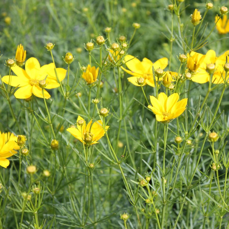 Coreopsis verticillata 'Golden Showers' - Threadleaf Coreopsis from Hoffie Nursery