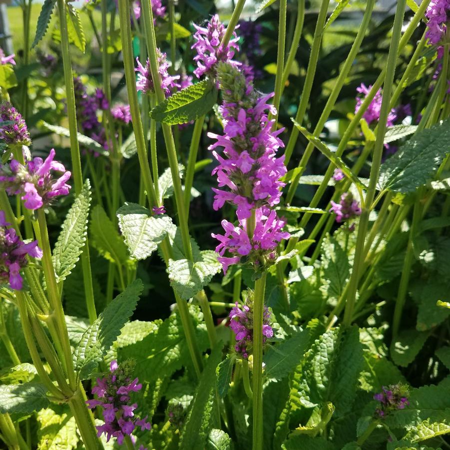 Stachys monieri 'Hummelo' - Betony from Hoffie Nursery