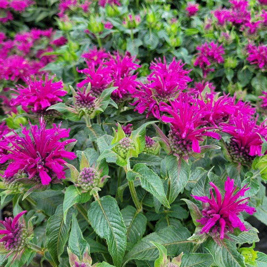 Monarda Sugar Buzz® 'Grape Gumball' - Bee Balm from Hoffie Nursery