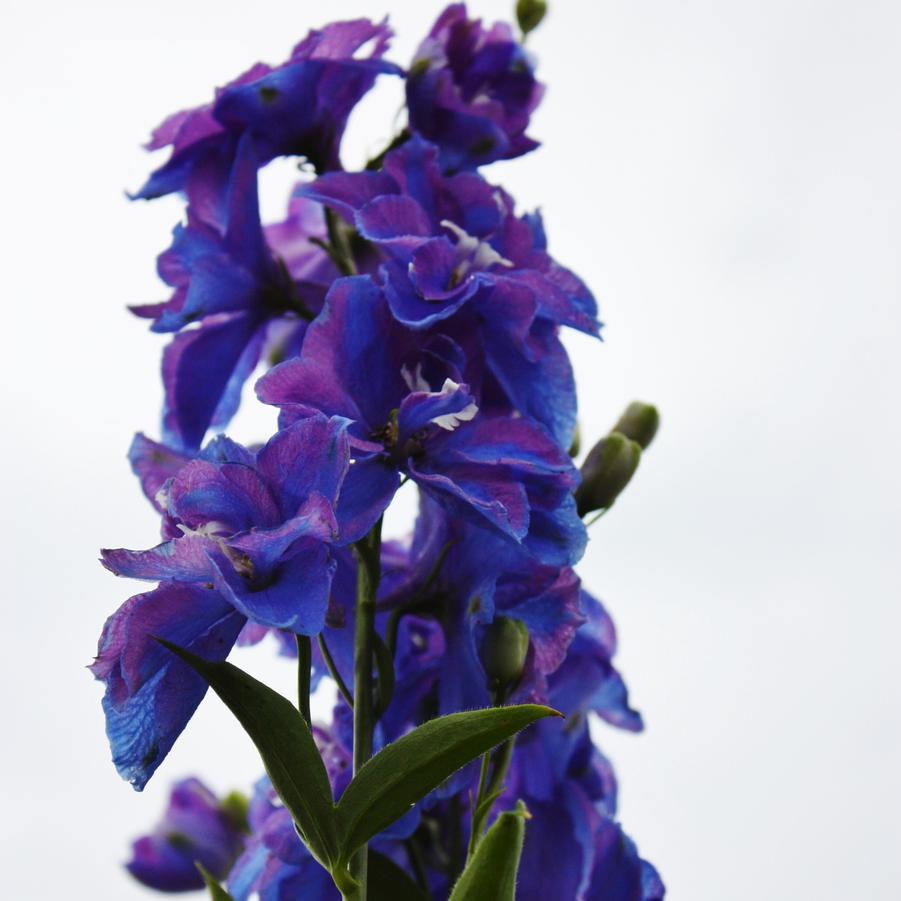 Delphinium elatum 'Guardian Blue' - Larkspur from Hoffie Nursery