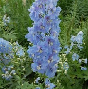 Delphinium belladonna - Larkspur from Hoffie Nursery
